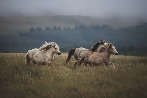 Wallpaper Kuda 4K · animals · 3840×2560