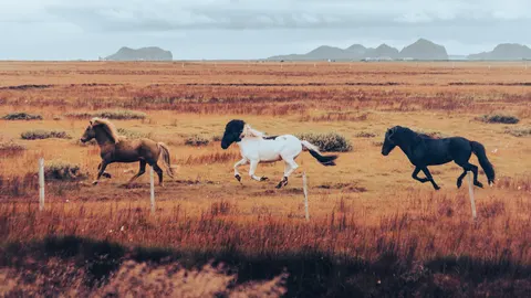 Tapeta Koń 4K · animals · 3840×2160