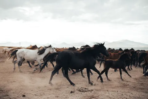 At 4K Duvar Kağıdı · animals · 3840×2560
