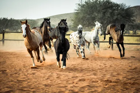 At 4K Duvar Kağıdı · animals · 3840×2560