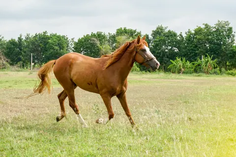 At 4K Duvar Kağıdı · animals · 3840×2560