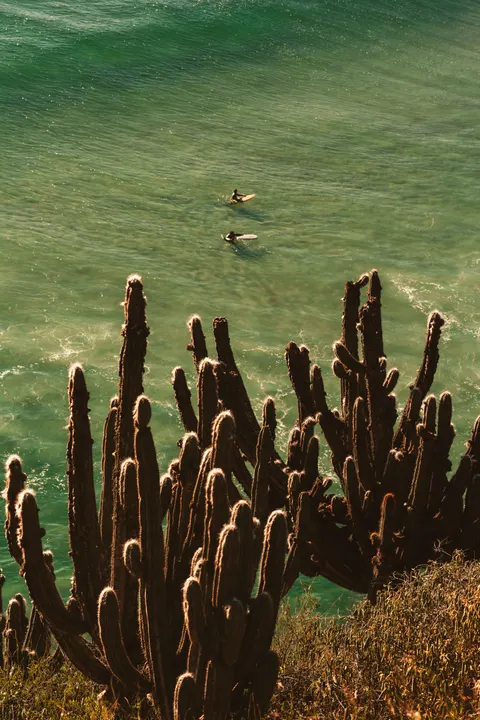 Surfing Phone Wallpaper · sport · 1440×2160