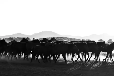 Sfondo Cavallo 4K · animals · 3840×2560