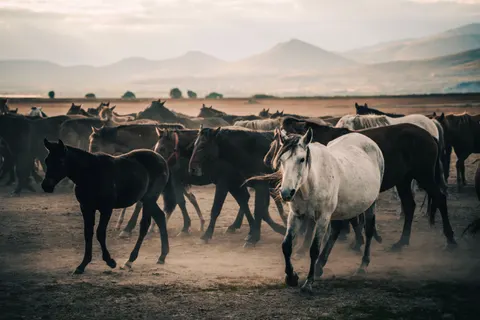 Tapeta Koń 4K · animals · 3840×2560
