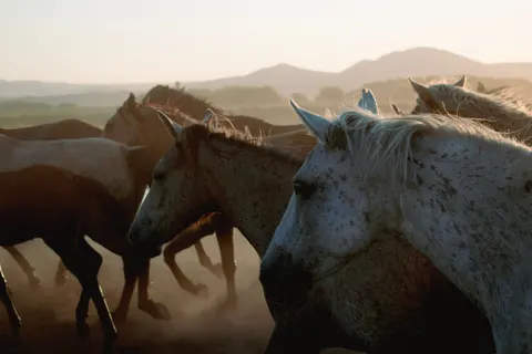 Horse 4K Wallpaper · animals · 3840×2560