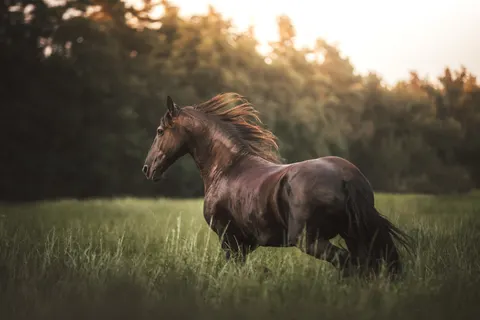 Wallpaper Kuda 4K · animals · 3840×2560