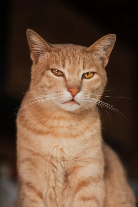 Cute Cat Phone Wallpaper · pets · 1440×2159