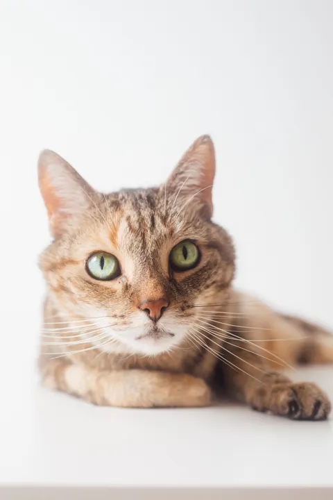 Cute Cat Phone Wallpaper · pets · 1440×2160