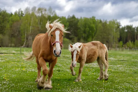 Wallpaper Kuda 4K · animals · 3840×2560