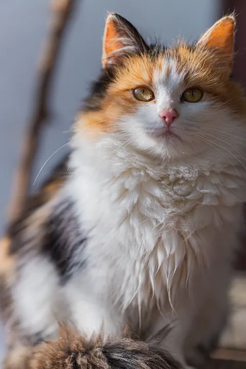 Cute Cat Phone Wallpaper · pets · 1440×2160