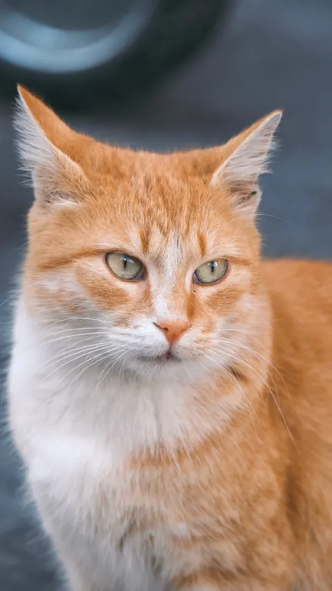 Cute Cat Phone Wallpaper · pets · 1440×2560