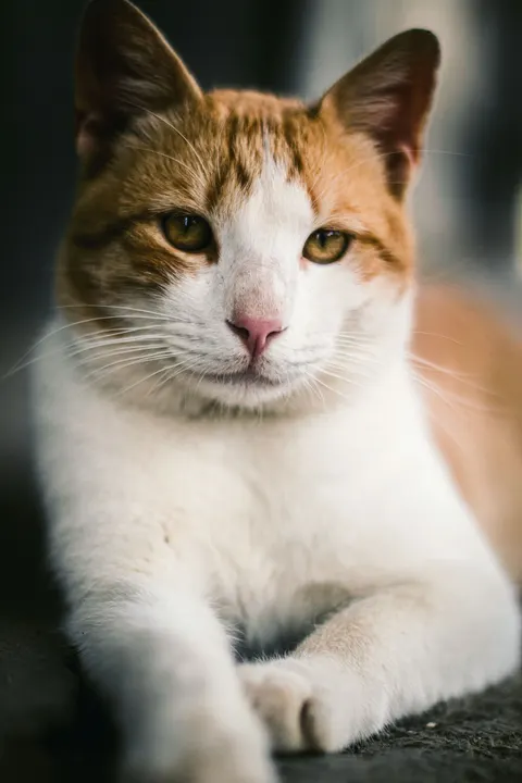 可爱猫咪 手机壁纸 · pets · 1440×2160