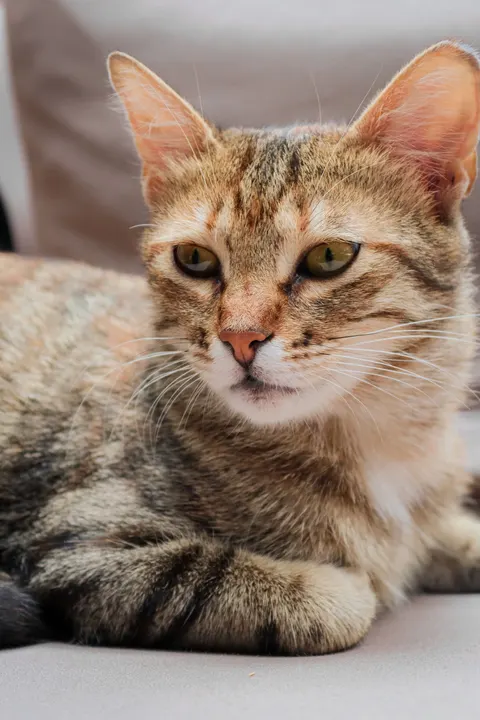 かわいい猫 スマホ壁紙 · pets · 1440×2160