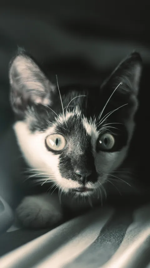 Cute Cat Phone Wallpaper · pets · 1440×2560