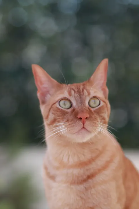 Cute Cat Phone Wallpaper · pets · 1440×2160