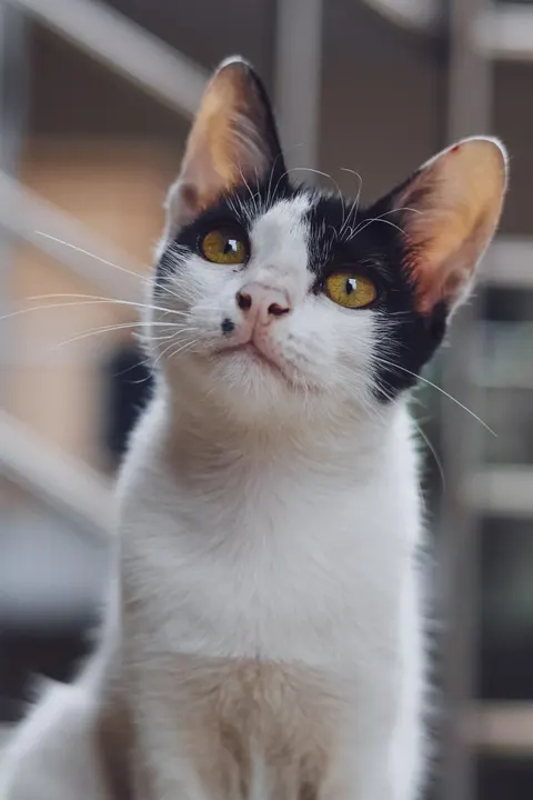 Cute Cat Phone Wallpaper · pets · 1440×2160