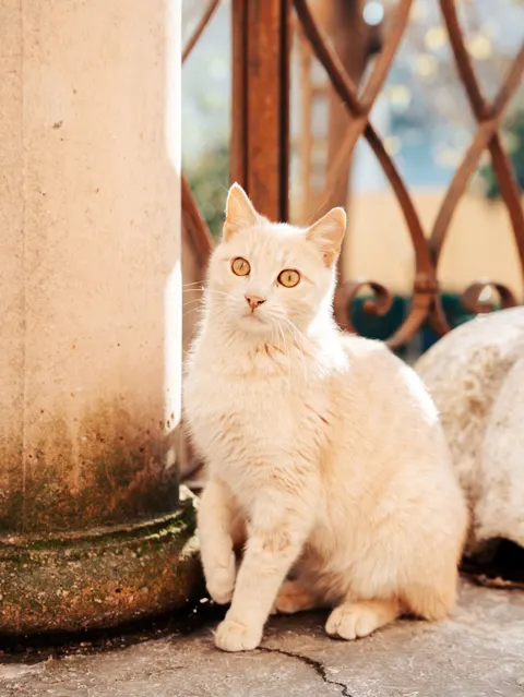 Cute Cat Phone Wallpaper · pets · 1440×1918