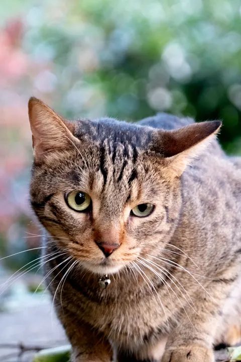 Cute Cat Phone Wallpaper · pets · 1440×2160