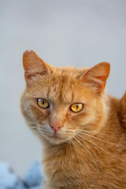Cute Cat Phone Wallpaper · pets · 1440×2160