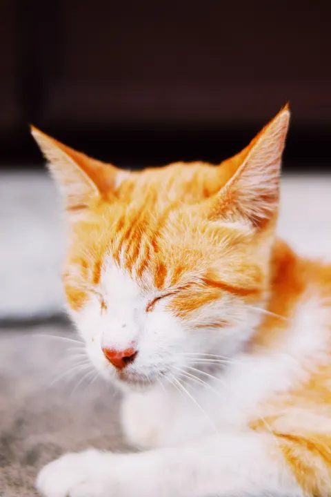 Cute Cat Phone Wallpaper · pets · 1440×2160