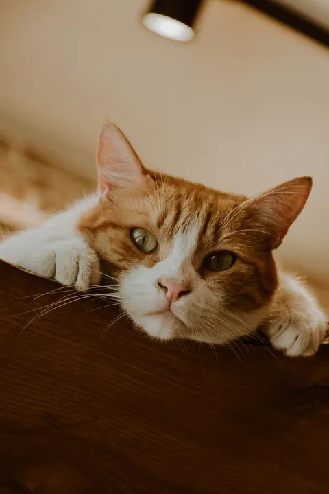 Cute Cat Phone Wallpaper · pets · 1440×2160