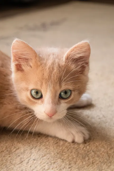 Cute Cat Phone Wallpaper · pets · 1440×2160