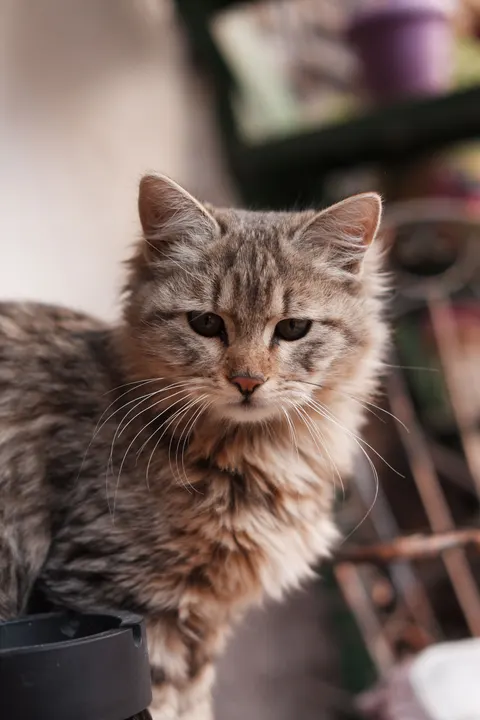 Cute Cat Phone Wallpaper · pets · 1440×2160