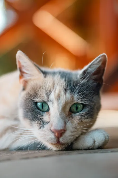 Cute Cat Phone Wallpaper · pets · 1440×2160
