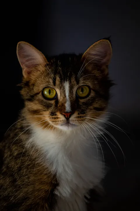 Cute Cat Phone Wallpaper · pets · 1440×2160