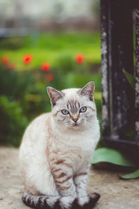 Cute Cat Phone Wallpaper · pets · 1440×2160
