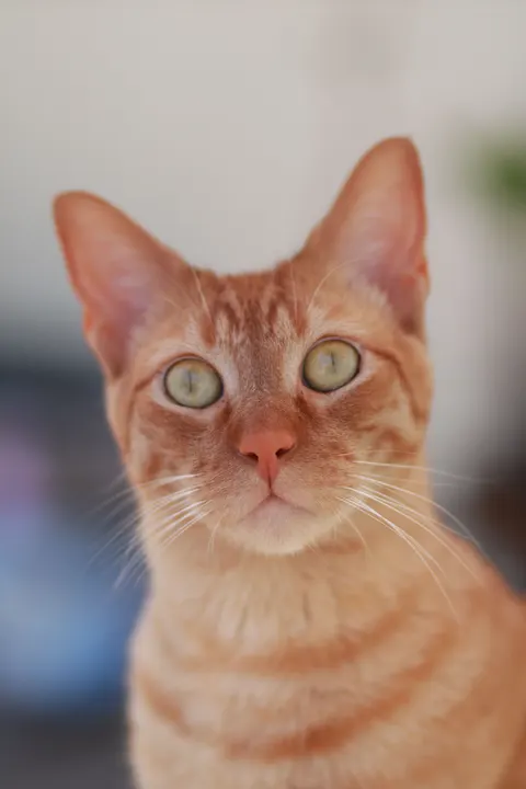 Cute Cat Phone Wallpaper · pets · 1440×2160