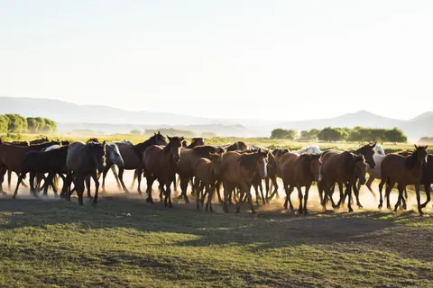 At 4K Duvar Kağıdı · animals · 3840×2560
