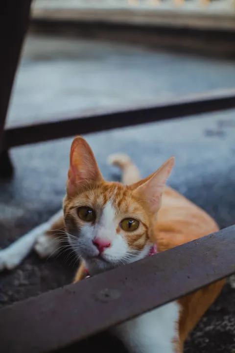 Cute Cat Phone Wallpaper · pets · 1440×2160