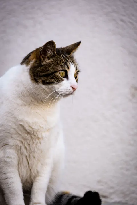 Cute Cat Phone Wallpaper · pets · 1440×2160