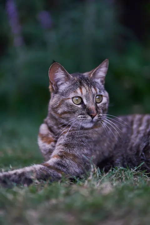 Cute Cat Phone Wallpaper · pets · 1440×2160