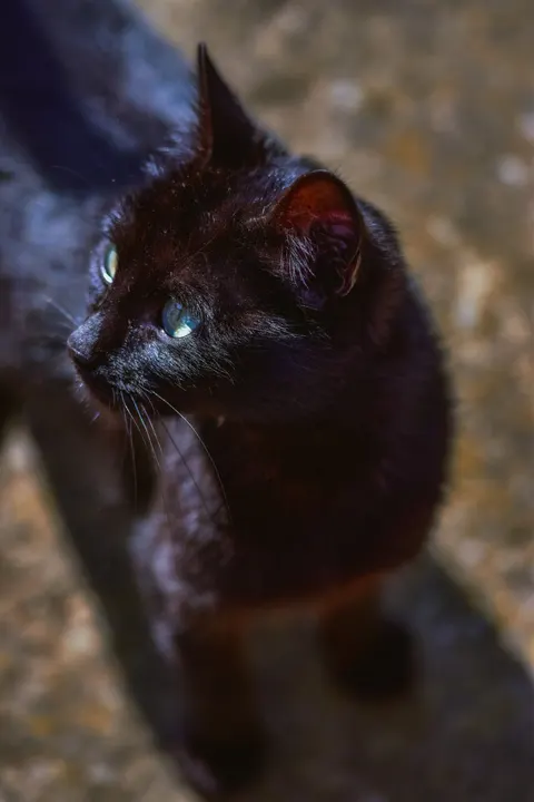 Cute Cat Phone Wallpaper · pets · 1440×2160