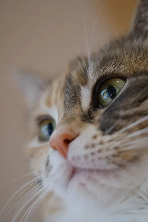 Cute Cat Phone Wallpaper · pets · 1440×2160