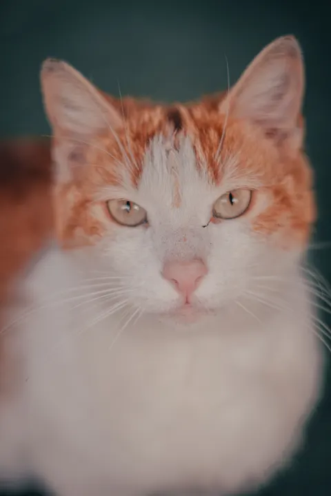 Cute Cat Phone Wallpaper · pets · 1440×2160