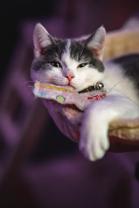 Cute Cat Phone Wallpaper · pets · 1440×2160