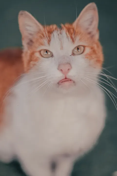 Cute Cat Phone Wallpaper · pets · 1440×2160