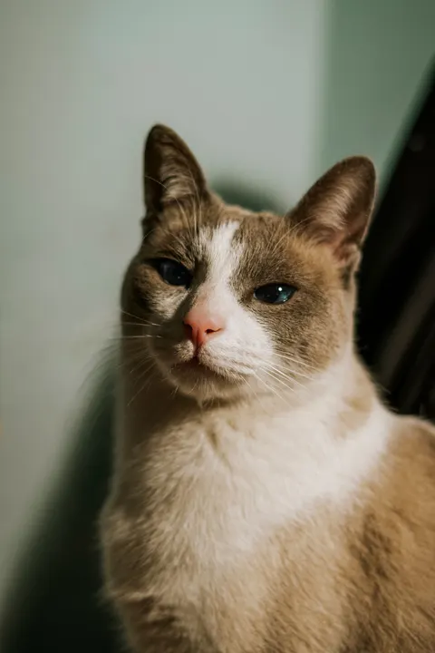 Cute Cat Phone Wallpaper · pets · 1440×2160