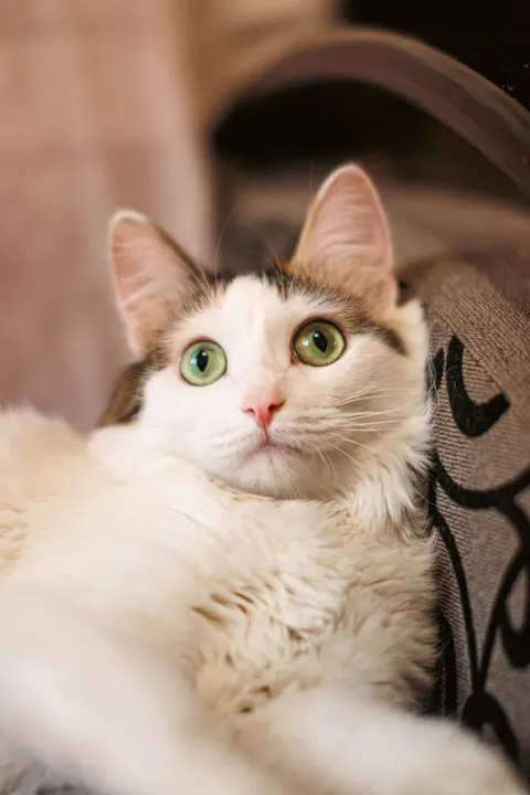 Cute Cat Phone Wallpaper · pets · 1440×2160