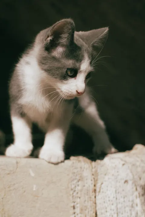 Cute Cat Phone Wallpaper · pets · 1440×2160