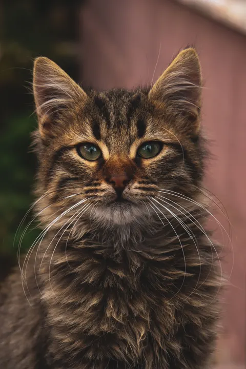 گربه ناز والپیپر موبایل · pets · 1440×2160