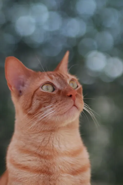 Cute Cat Phone Wallpaper · pets · 1440×2160