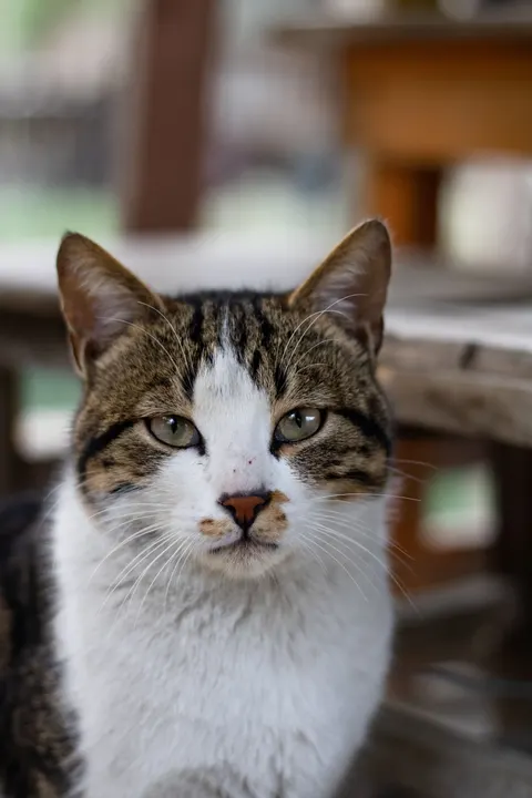 Sevimli Kedi Telefon Duvar Kağıdı · pets · 1440×2160
