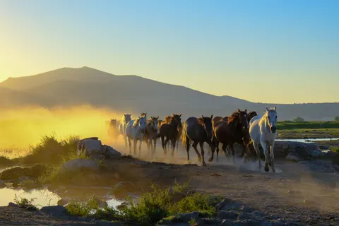 Wallpaper Kuda 4K · animals · 3840×2560