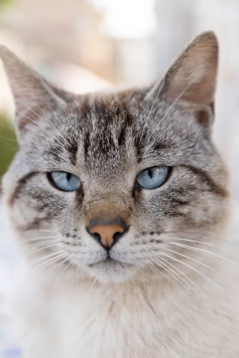 Cute Cat Phone Wallpaper · pets · 1440×2160