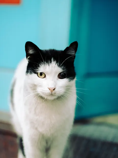 Cute Cat Phone Wallpaper · pets · 1440×1918