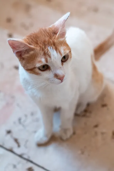 Cute Cat Phone Wallpaper · pets · 1440×2160
